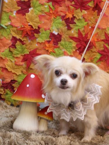 20241123チャッピーちゃん